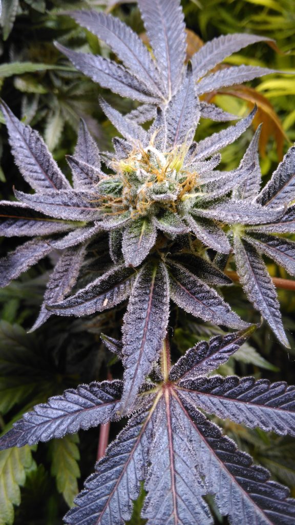 Buy Autoflowering Marijuana Seeds Online at Crop king Seeds - Page 3