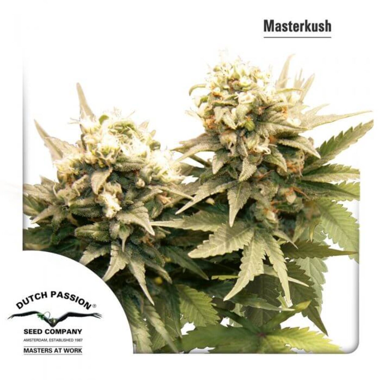 Masterkush - Feminized - Southern Oregon Seeds